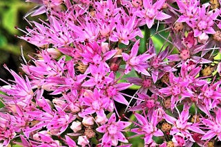 Amazing Types of Sedum Succulents to Grow