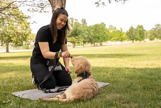 Can you raise a Golden Retriever in an apartment?