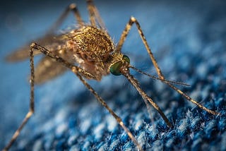 How do mosquitoes counteract insect-repellent?