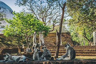 Sri Lanka’s Monkey Kingdom