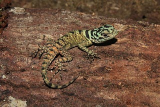 A Temporal variation in diet and helminth abundance in the spiny-tailed lizard, Strobilurus…