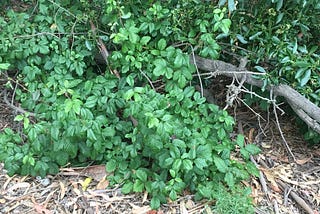 Poison Oak — Get Ready for a Blistering Hiking Season