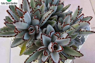 Como cuidar de Orelha-de-gato Kalanchoe tomentosa