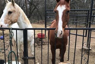 Two Young Horses