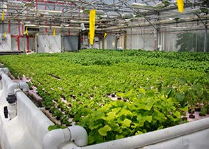 10 High School Hydroponics and Aquaponics Programs Bring Sustainable Ag into the Classroom