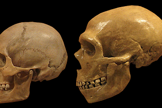 Neanderthal Extinction: Did they really die?