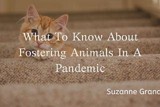 What to Know About Fostering Animals During the Pandemic