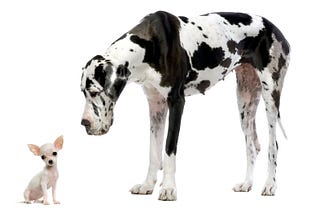 A large black and white spotted dog is standing, looking down at a much smaller white chihuahua.