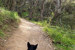 Where the River Goes