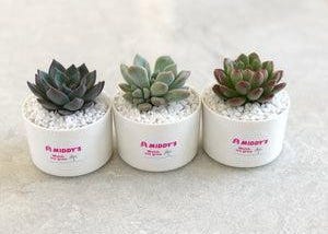 A Perfect Way To Make Your Loved Ones Happy Is with Succulent Wedding Favours