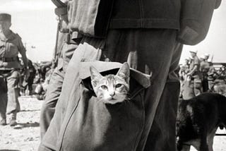 War Cat Propaganda