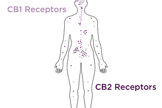 What is The Endocannabinoid System?