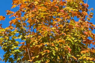 Sugar maple tree with orange, yellow and green leaves.