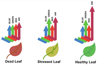 10 Common Vegetation Indices and Their Applications in Remote Sensing