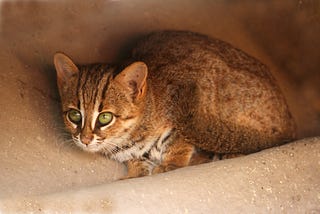 Rusty-Spotted Cat Breed — Detailed Review