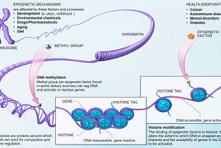 Chromatin Identification and Genome Annotation using Computational Methods