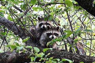 Raccoon Predators: Animals That Eat Raccoons