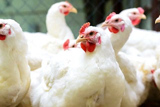 Poultry Coccidiosis: Associated Antibiotic Overuse and Effective Alternatives.