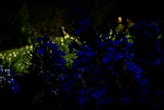 Blue rosemary flowers in the dusk with some yellow flowers in the background