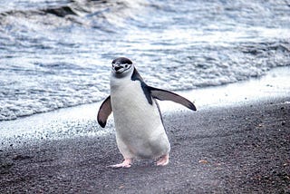 Chin Strap Penguin 