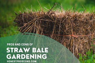 Pros and Cons of Straw Bale Gardening — Honest Pros and Cons