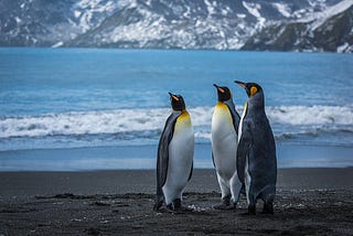 Penguin dream — Seeing penguin dream meaning — lifeinvedas