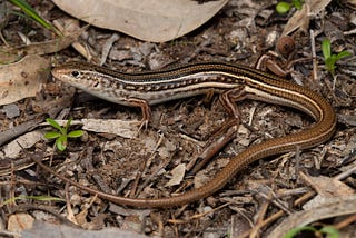 Cat Predation and Suburban Lizards: a 22 Year Study at a Suburban Australian Property