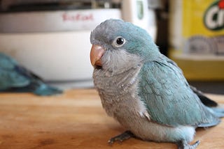 Why a Blue Quaker is an Amazing Pet