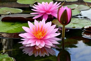 The enchanting world of water lilies!