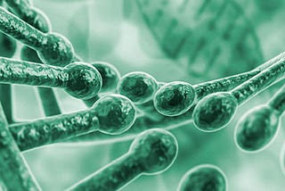 Using DNA Sequencing & Biological Circuits to Deconstruct A Bacterial Genome