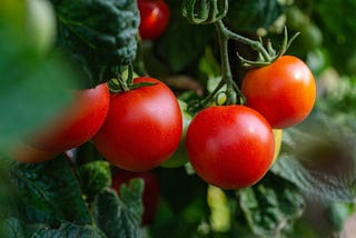Dirt Cheap: 12 Easy Ways to Garden on a Budget