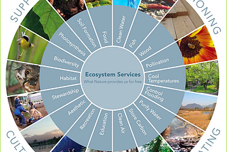 What is the link between biodiversity and psychological well-being?