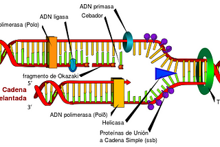 Replicasion del DNA