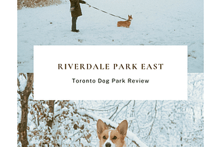 Top: Maria and Limone from SYDE Road heading towards the Off-Leash area of Riverdale Park East Bottom: Limone from SYDE Road sitting on stump at Riverdale Park East's Recreational Trail - Pinterest Pin background