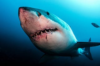 Are Sharks immune to cancer and all other diseases? — The Prodigious