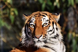siberian tiger