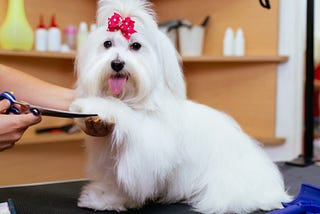 Dog Groomer Tip Calculator: Crack the Code to Generous Tipping!