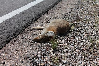 The Dead Fox Runs..