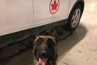 Havoc unleashed at Pearson after dog escapes from cracked crate on to airport tarmac