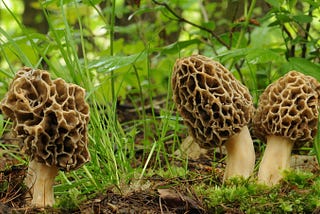 Morel Season is Here! First official 2022 sighting in Piketon, OH