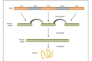 mRNA Vaccines: Are They Really Safe?