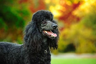 How Dog Breeds is important for dog grooming-Dog breeds that need grooming