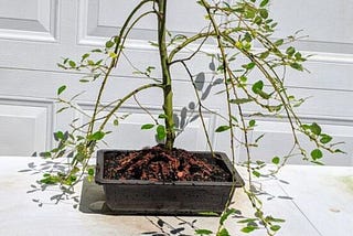 Weeping Pussy Willow Bonsai: An Elegant Addition to Your Bonsai Collection