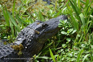 BARATARIA PRESERVE: FACE TO FACE WITH LOUISIANA ALLIGATORS — ON 2 CONTINENTS