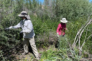 Lending a hand to repair a unique riparian habitat