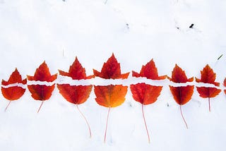 A row of eleven red leaves evenly torn in half down the middle