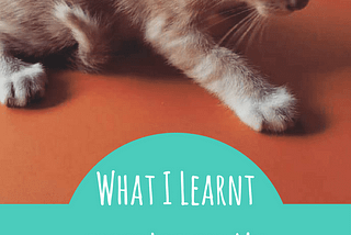 What I Learnt From Losing My Pet!