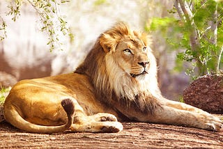 Lion Spirt Animal