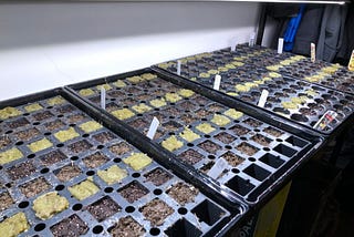 Which is the best seed starting medium? An experiment