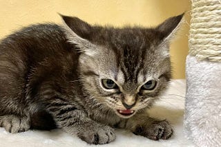 A small gray tabby kitten crouches with mouth open in a tiny hiss